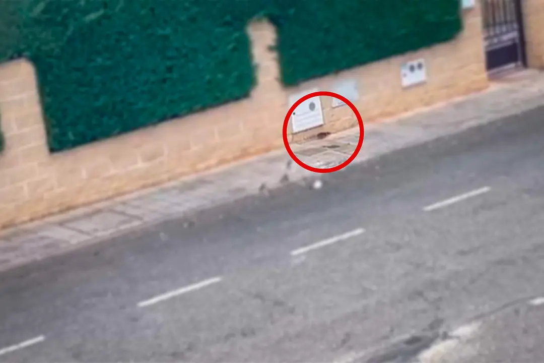 Ratas en la urbanizacion Albahonda I