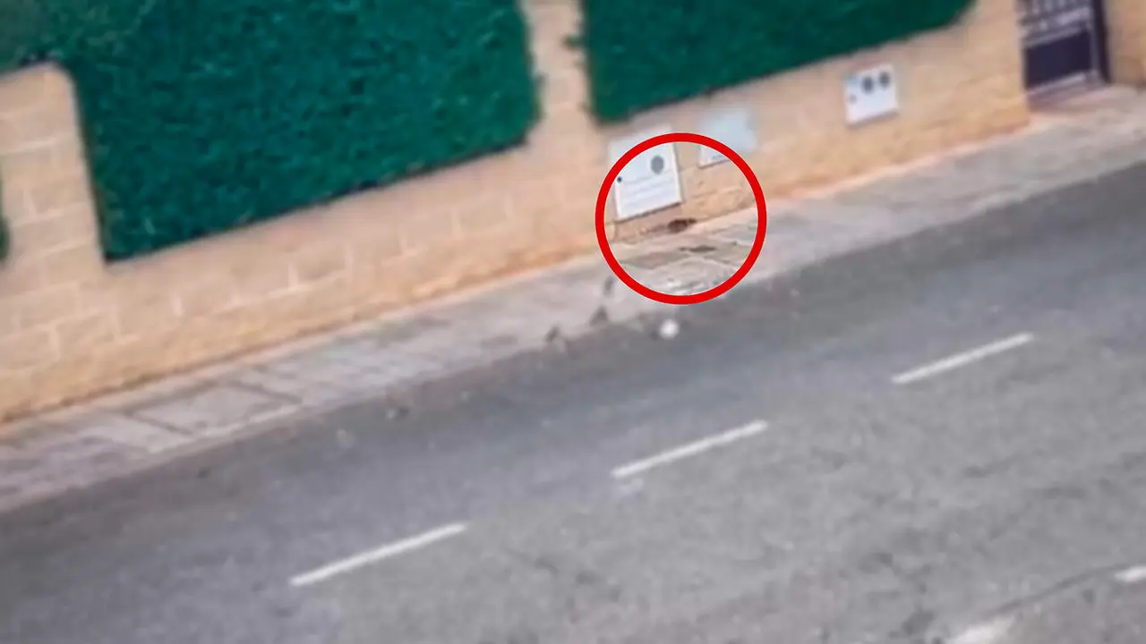 Ratas en la urbanizacion Albahonda I