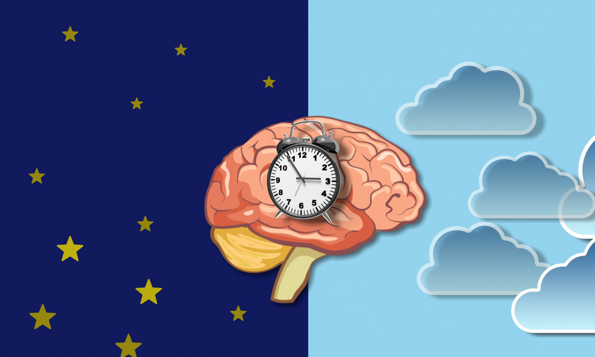 Ritmos circadianos estan controlados relojes circadianos o reloj biologico ilustracion cerebro