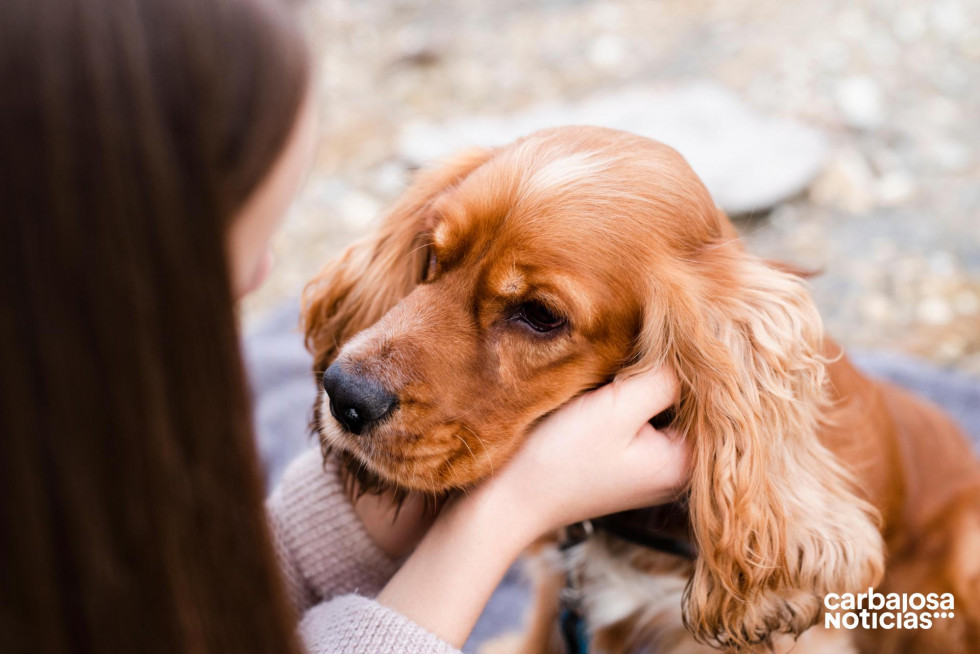 Close up adorable cocker spaniel