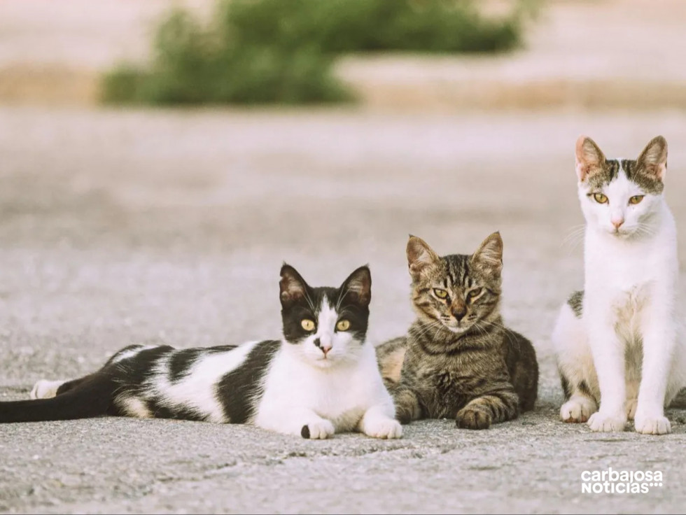 Gatos1