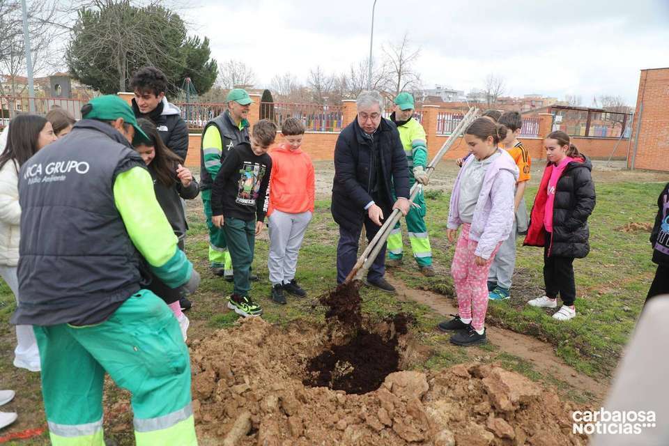 Plantacion arboles jardineria18